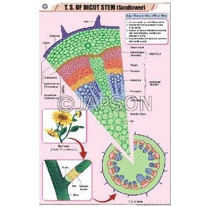 Stem Charts, Botany, School Education Stem Charts, Botany, School Education